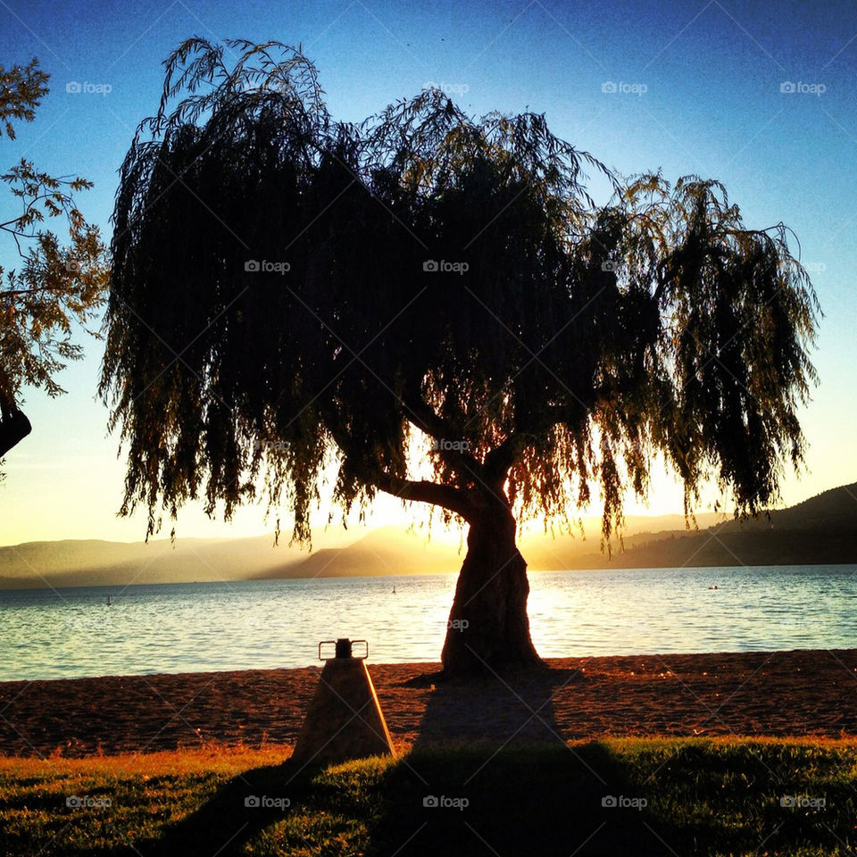 british columbia tree sunset lake by redrock