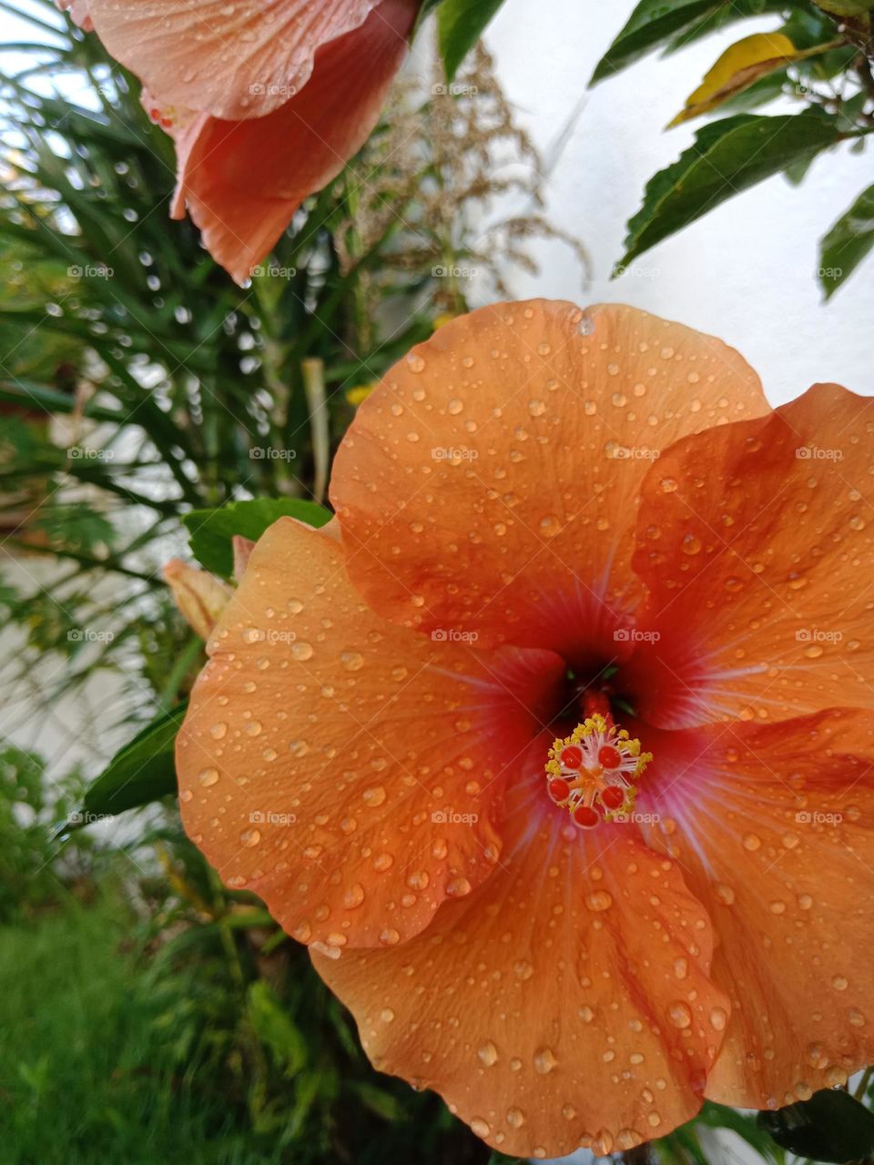 Orange hibiscus in a garden after watering