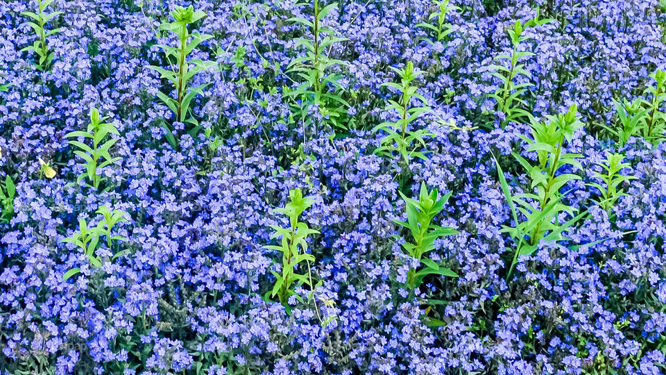 Green plants leaves are growing out of Stemless Gentian flowerbed also called Love in the Mist. Christmas background design element.