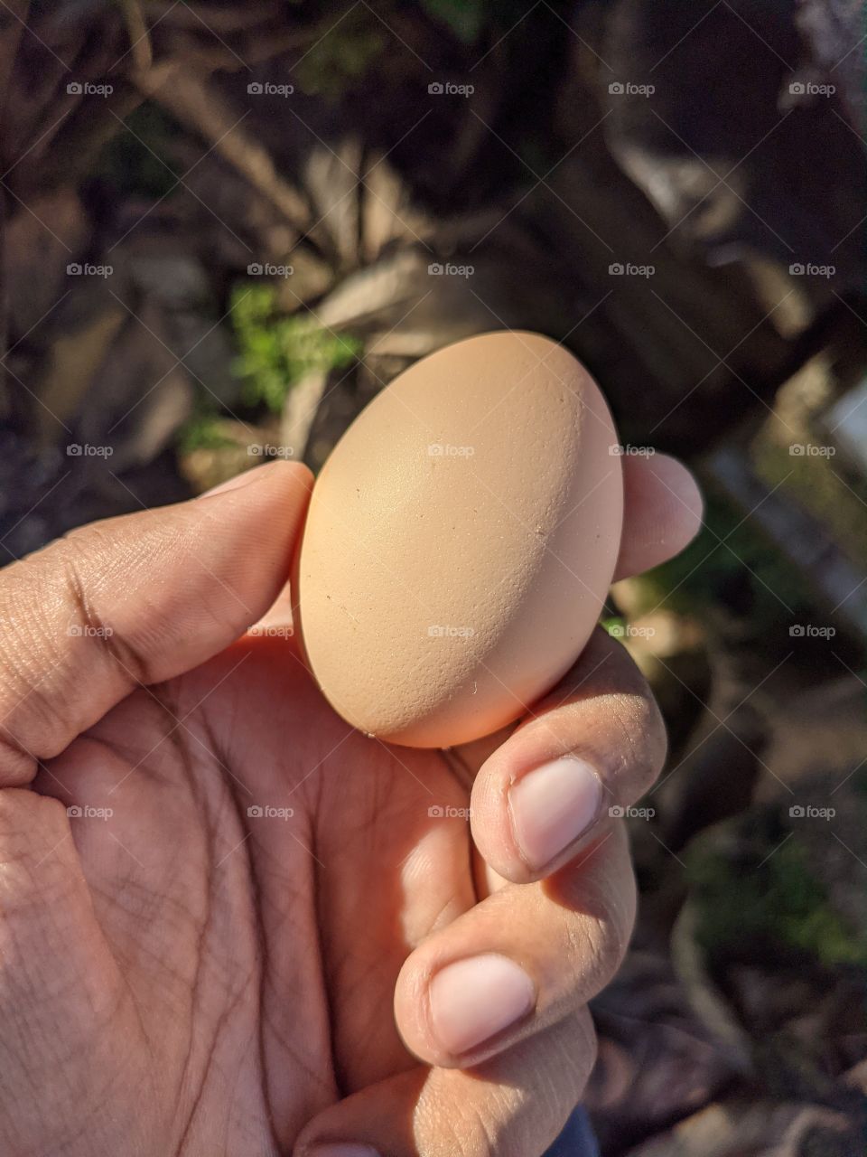 Egg of karimkozhi India breed hen