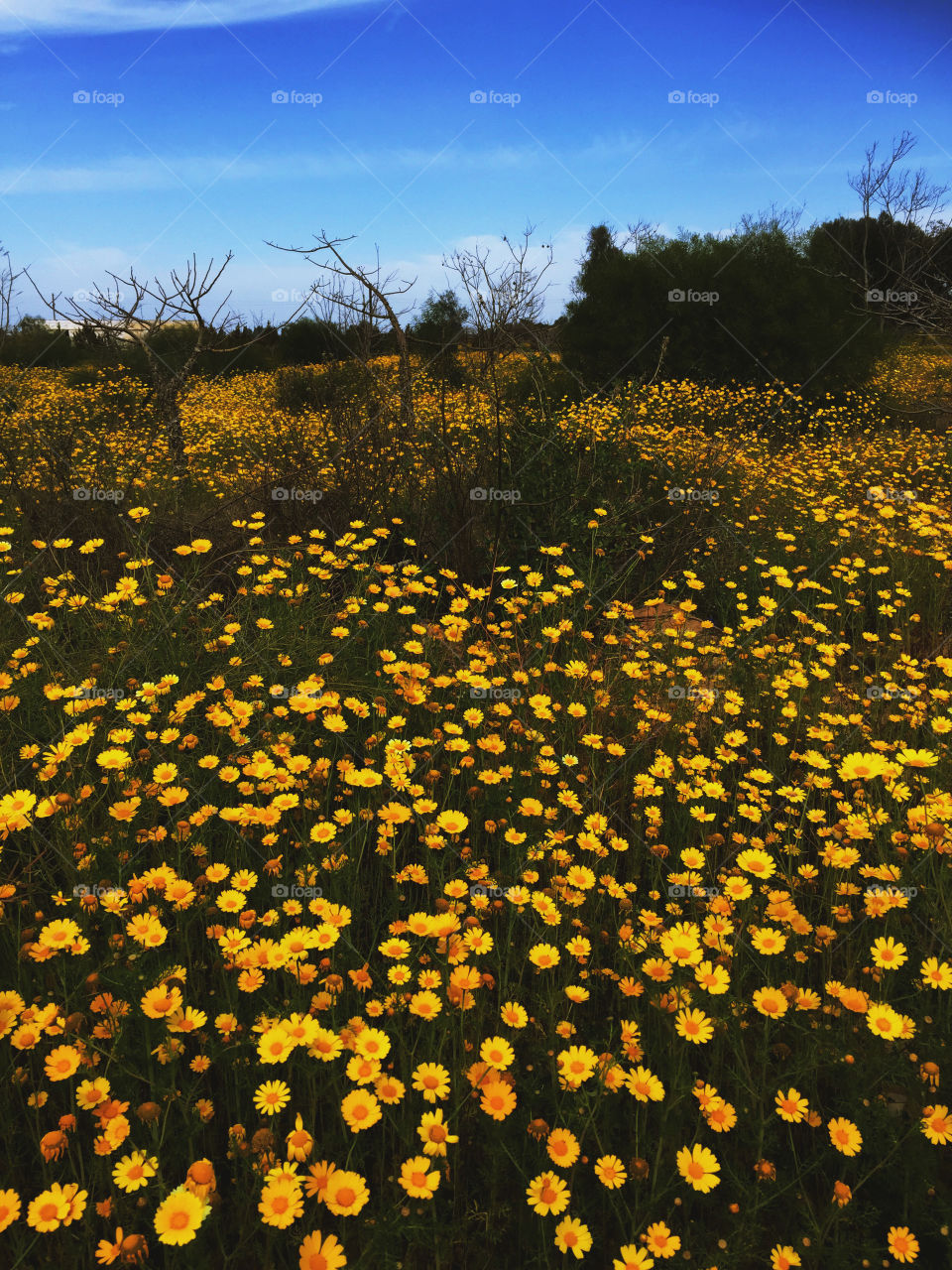 Chrysanthemums field- beginning of the spring