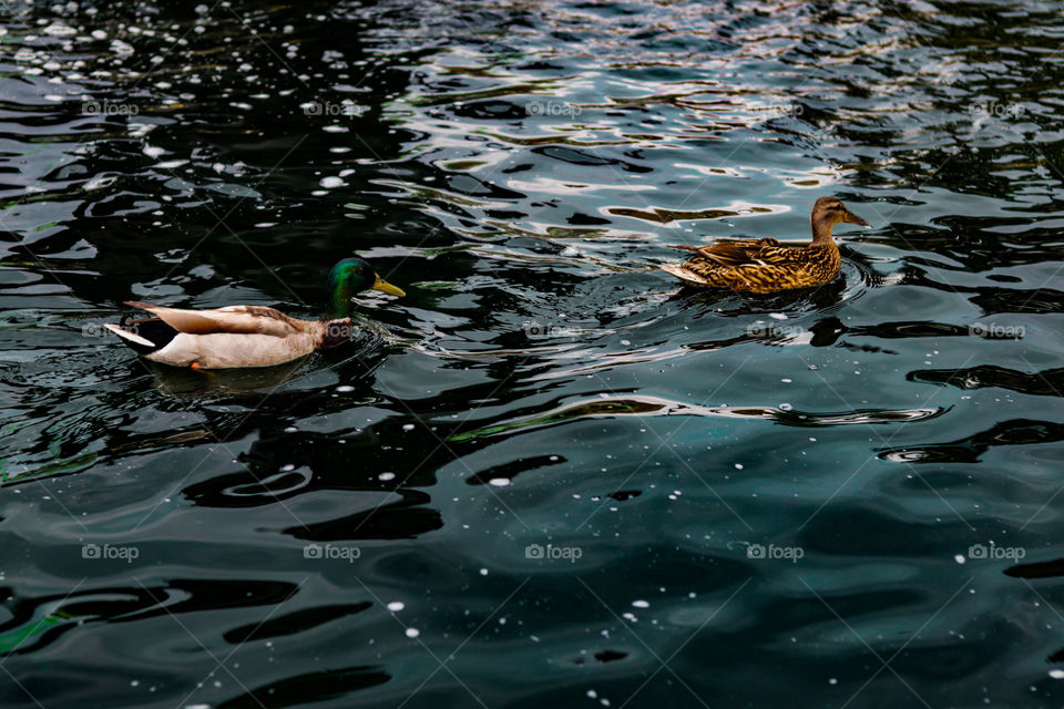 ducks in a pond