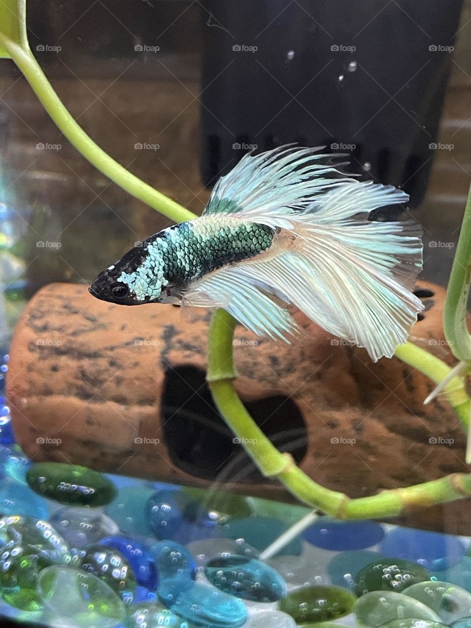A beta fish swimming.