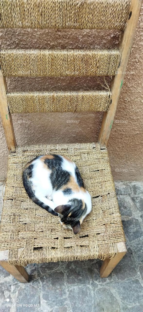 beautiful sleepy cat on chair.