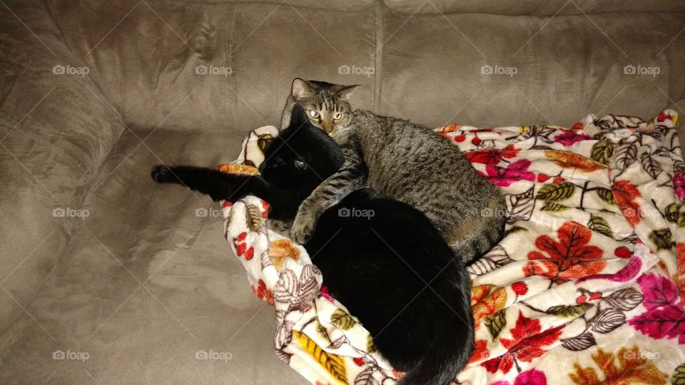 Cuddling cats