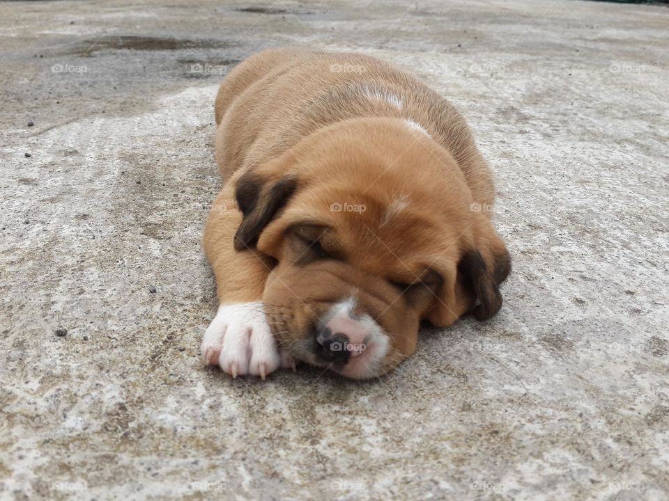 Sleeping puppy