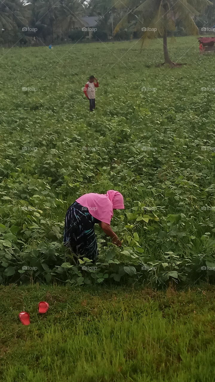 are harvesting beans