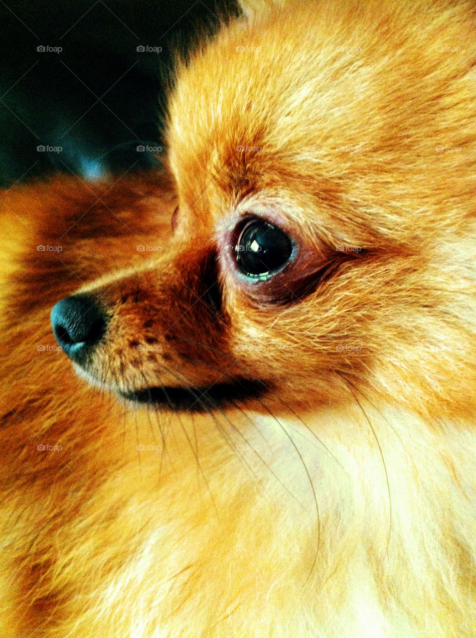 dog mammals puppy tiny by binkyboo