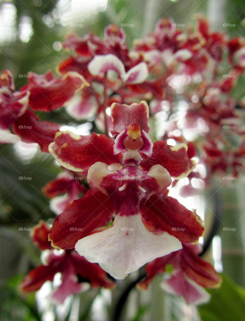 como park conservatory st. paul flower orchid by JessM1744