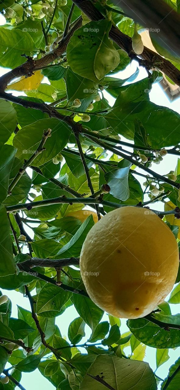 lemon tree