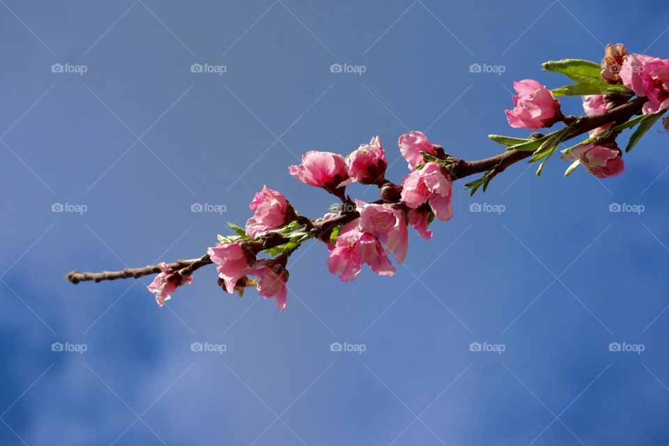 Peach bloom 