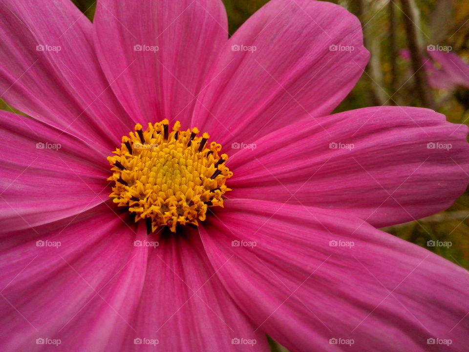 Amazing natural pink!