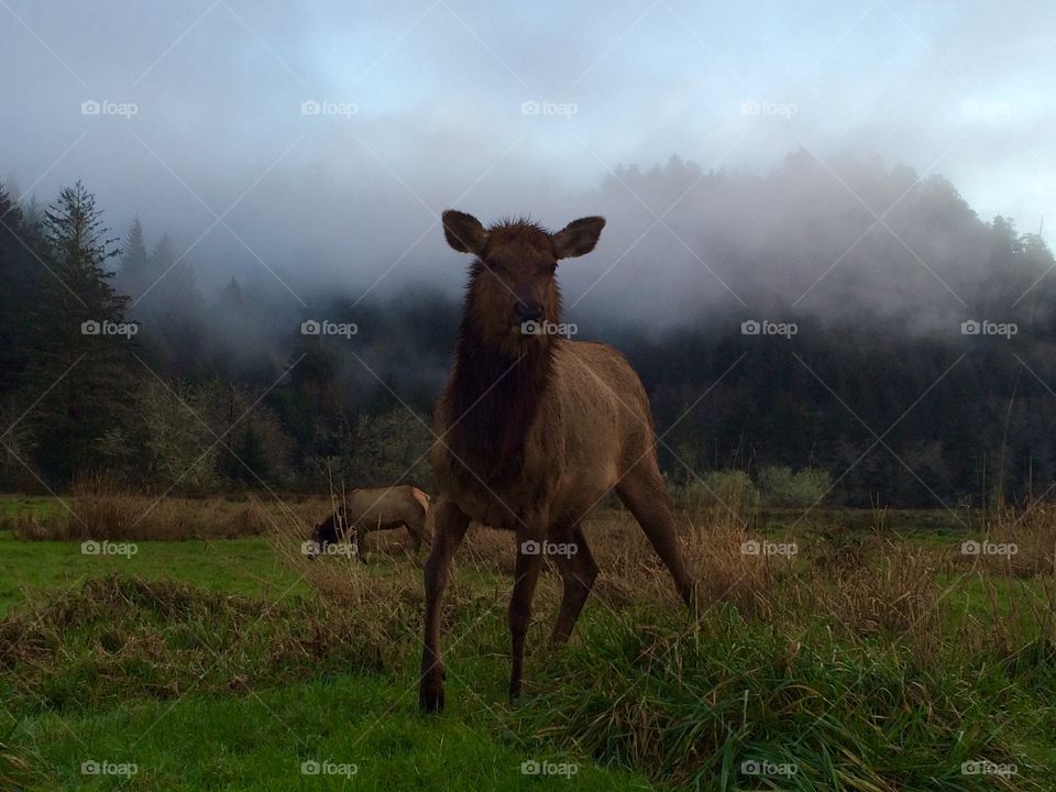 Elk in fog