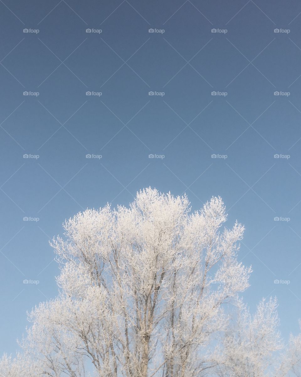 Winter tree