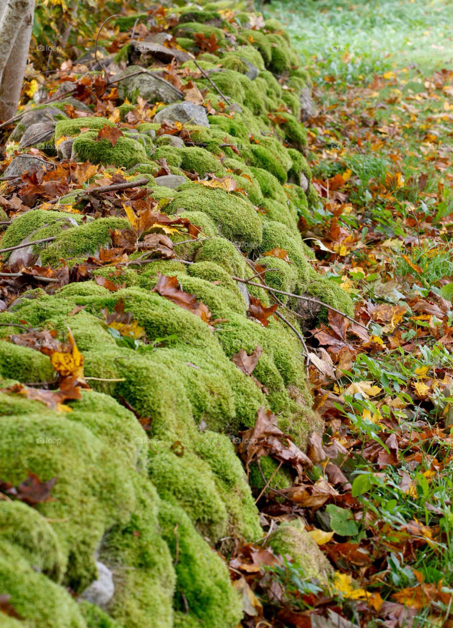 leaves natur leaf fall by mbfoto