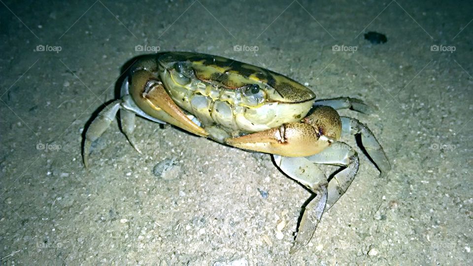 What are you looking at shell!!? No! Not a chance...I love you pet 🤩. How could I think about eating you!!!