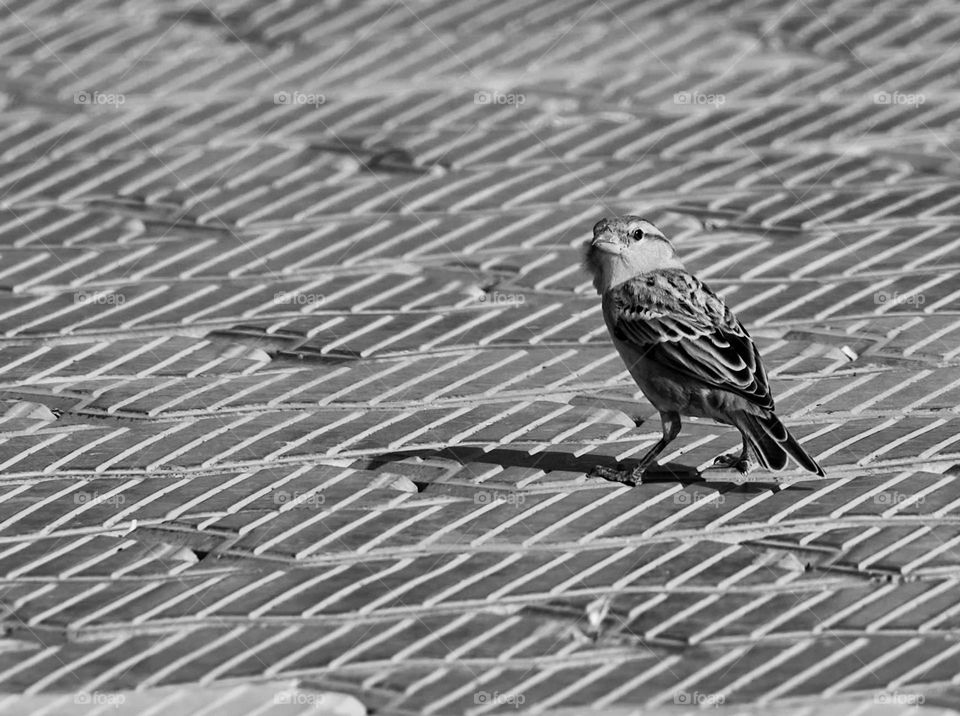 Bird photography - Camouflage - Blending into the environment 