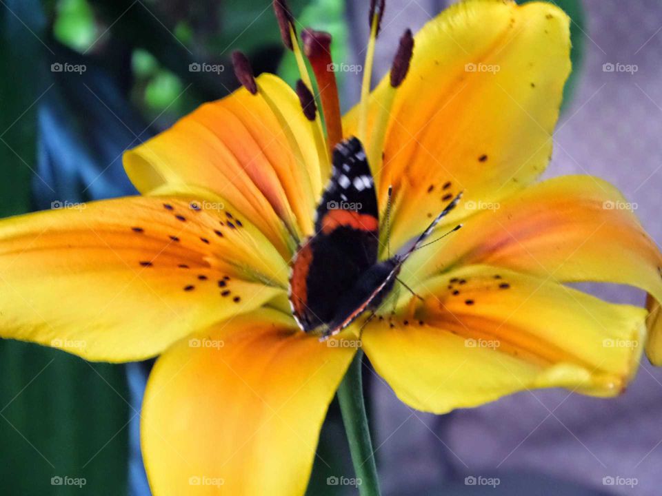 beautiful yellow and orange tropical looking flower with a butterfly