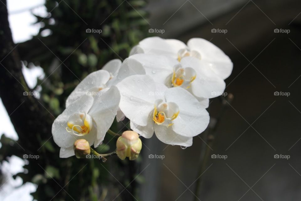 white Orchid