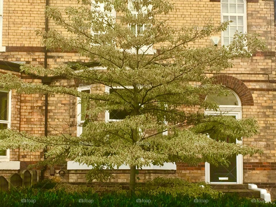 Beautiful Tree In A Front Garden Perfect Planting. Always Looks Happy 