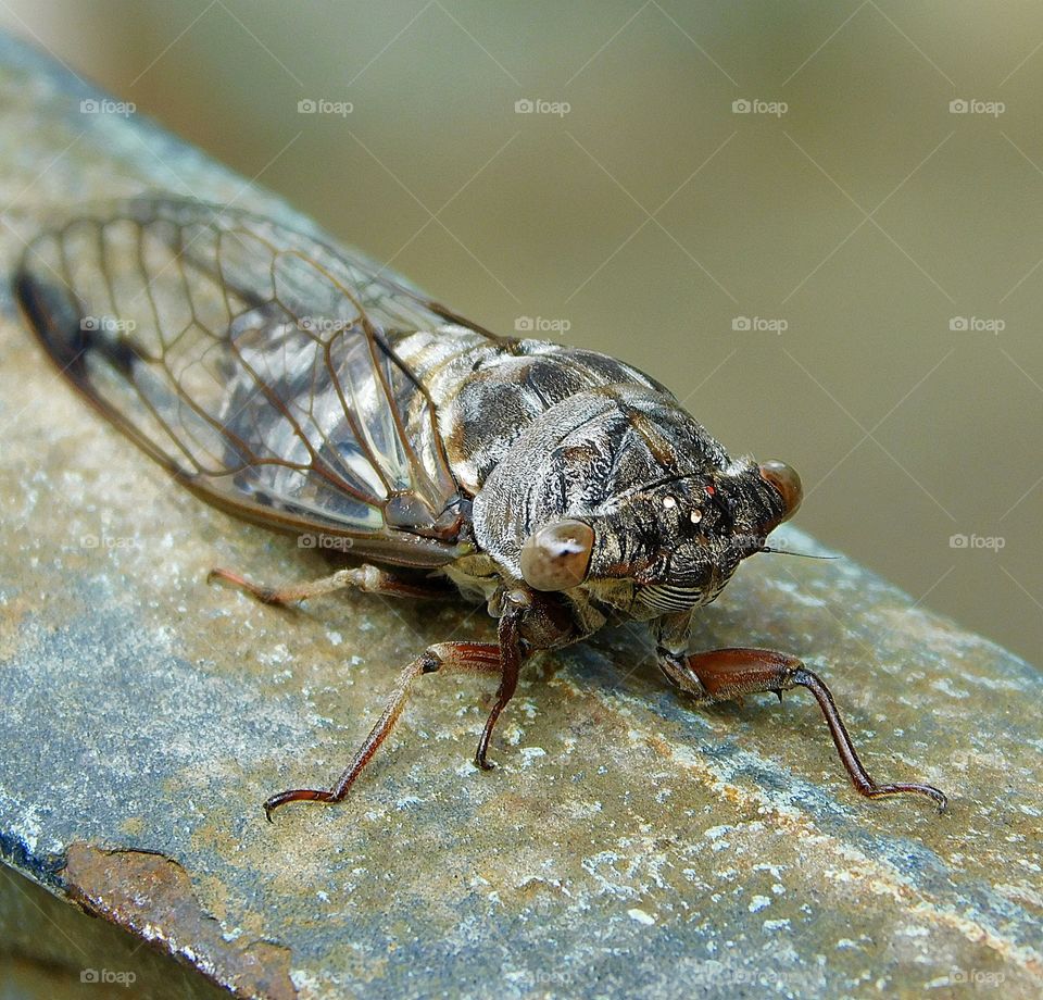 A look in the eye -  Cicadas bug looking at me.The cicadas are a superfamily, the Cicadoidea, of insects in the order Hemiptera (true bugs). They are in the suborder Auchenorrhyncha, along with smaller jumping bugs such as leafhoppers and froghoppers