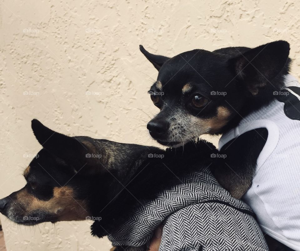 Chihuahua modelos 