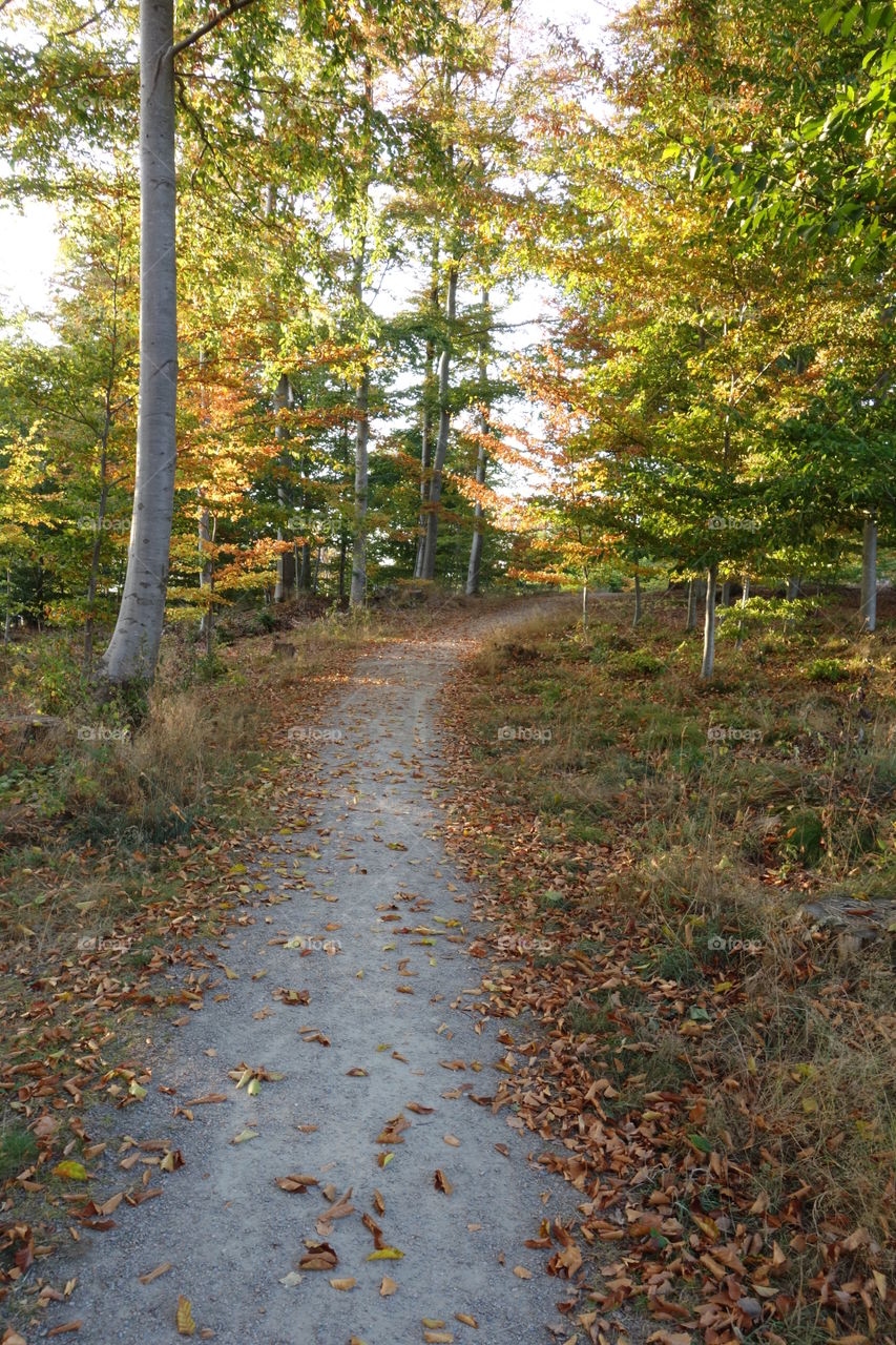 Forest in every season