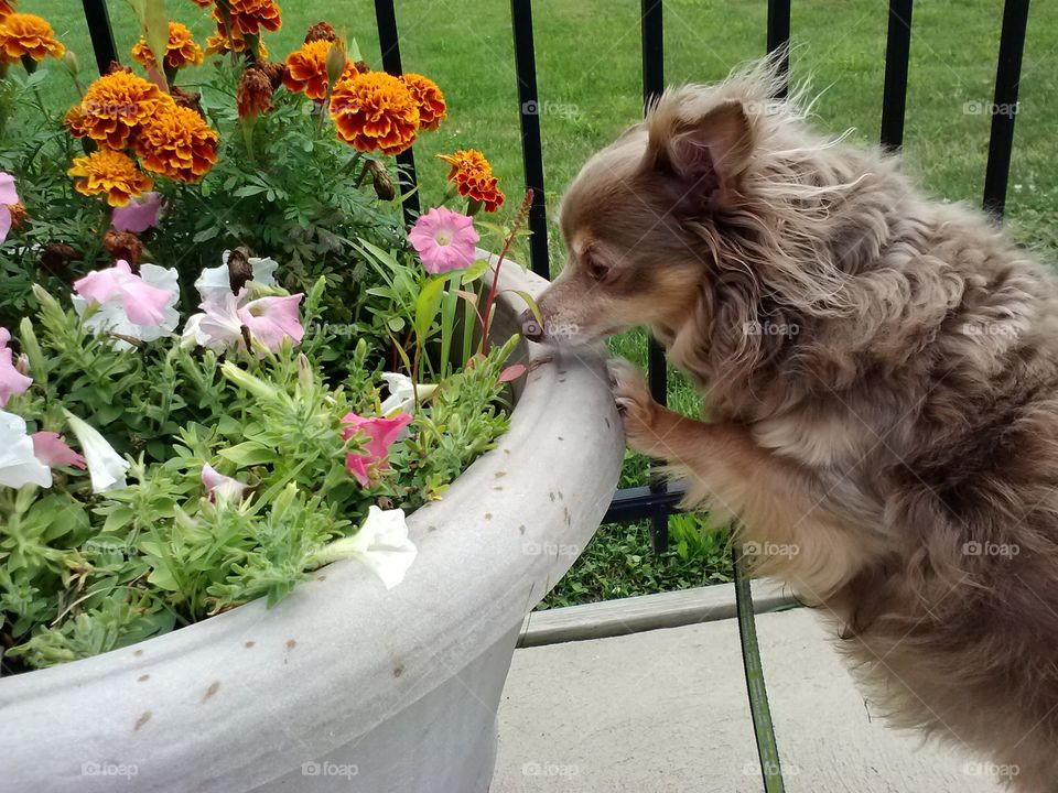 stop to smell the flowers