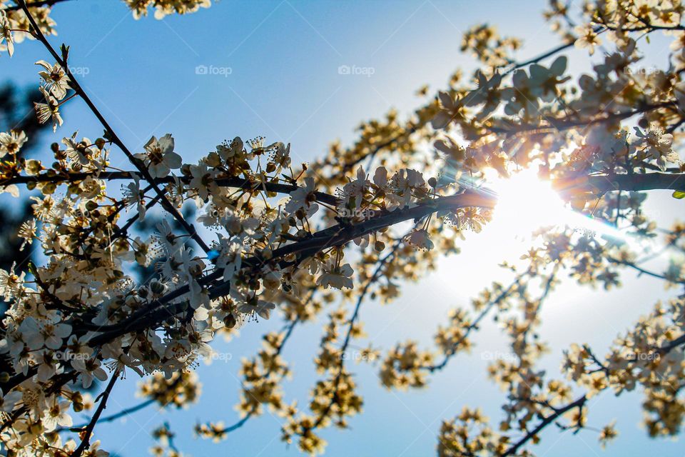 Branch of a white spring flowers