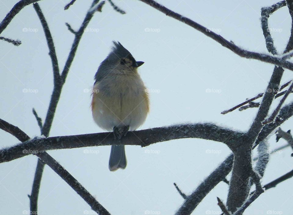Titmouse on tree during winter