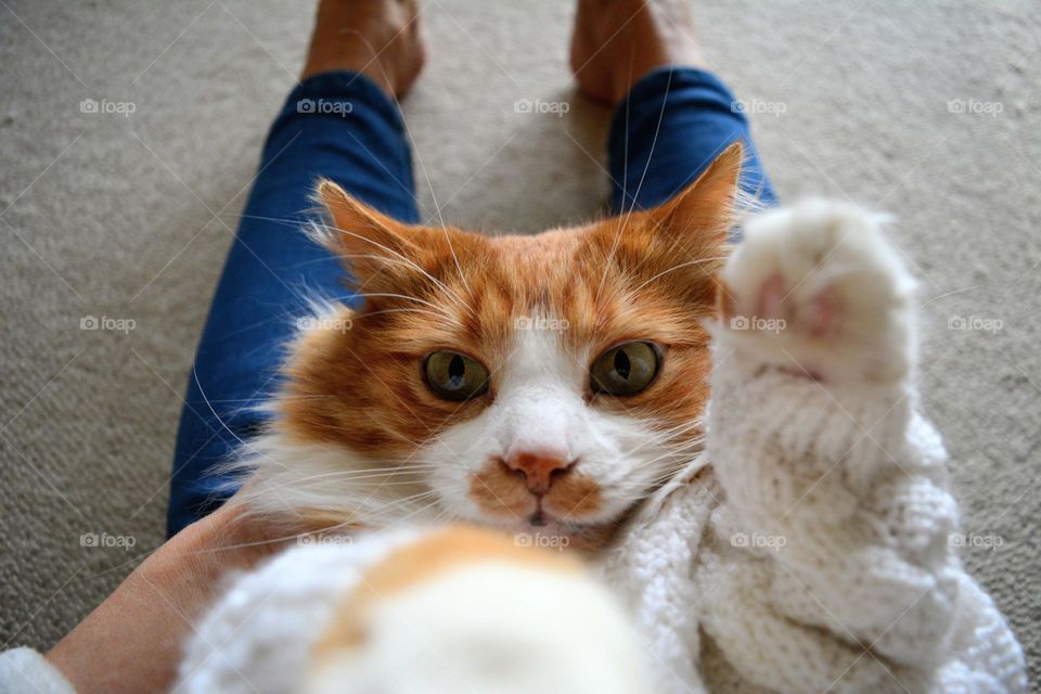 female legs and cat portrait relaxing and playing home, cozy winter, cat in sweater