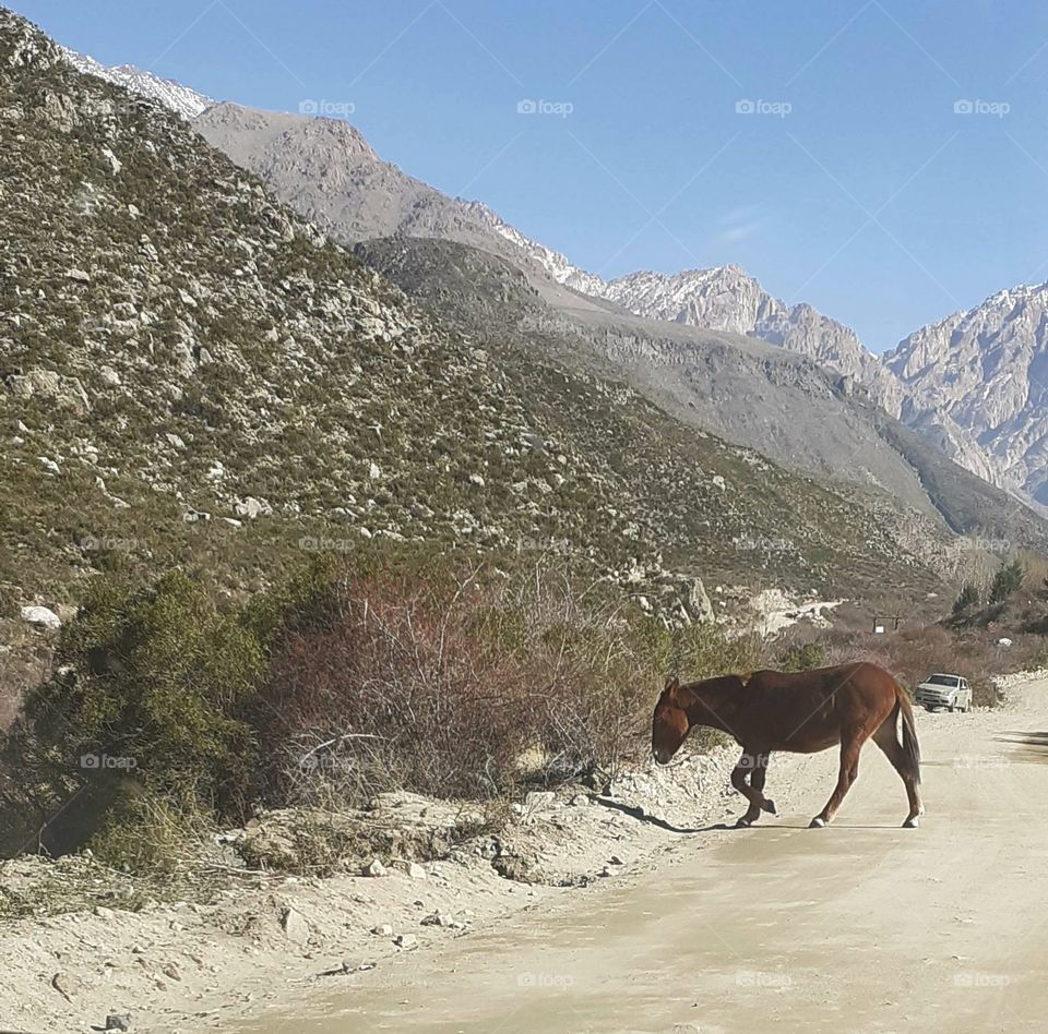 el caballo solitario en la montaña