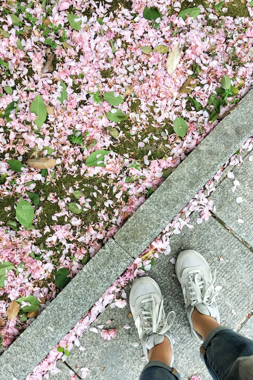 Sakura petals after blooming