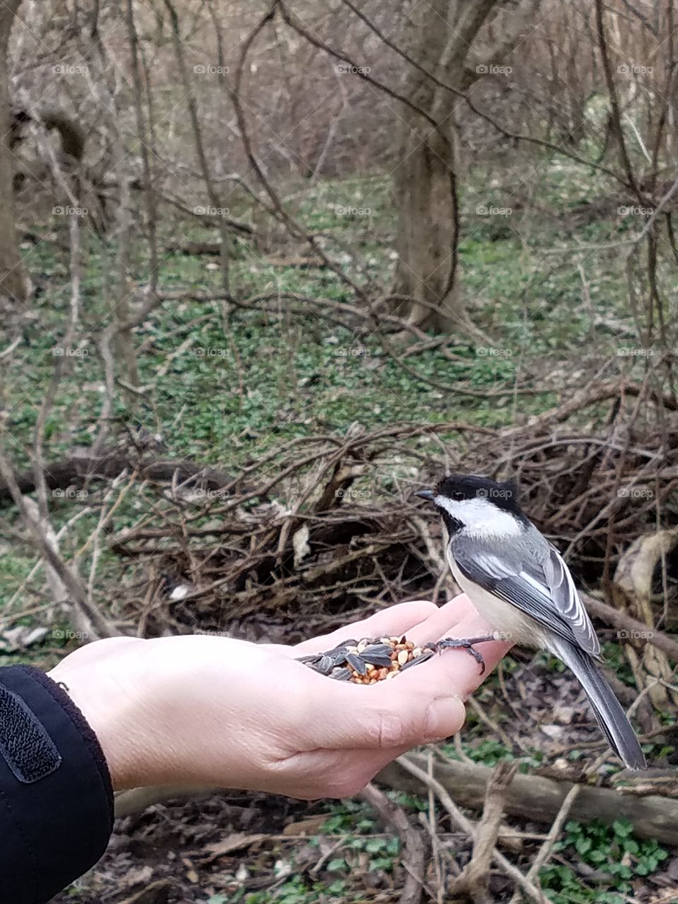 Feeding Chick-a-dees