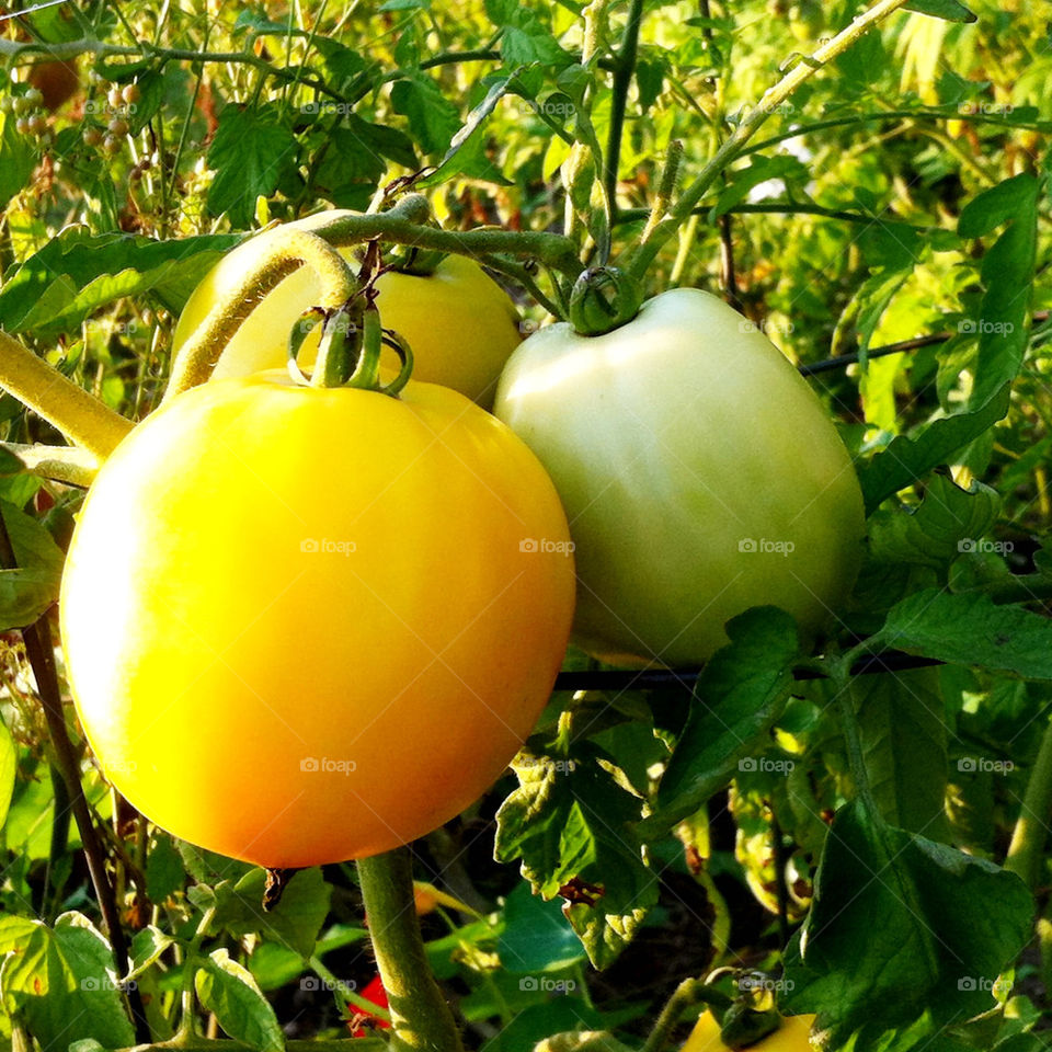 garden yellow tomato three by serenitykennedy