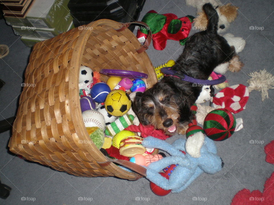 Forrest in his toy basket