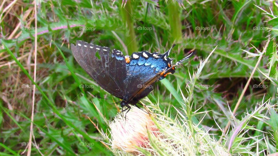 black swallowtail butterfly on thistle flower