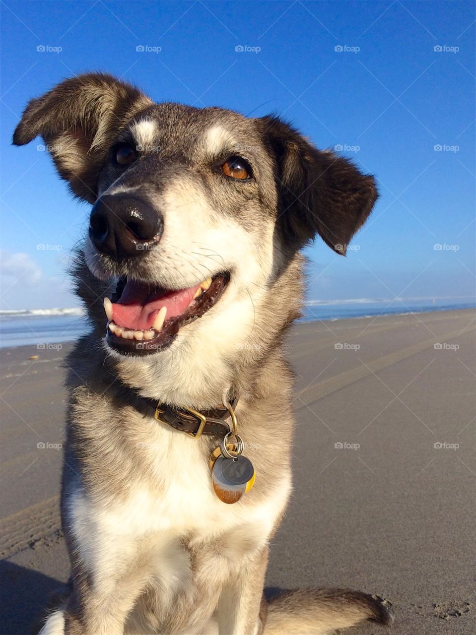 Smiling Dog at the Beach
