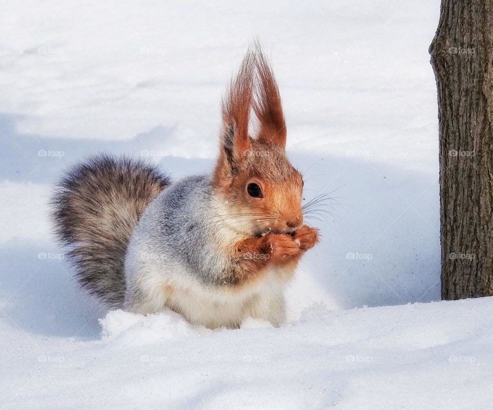 squirrel in the winter forest