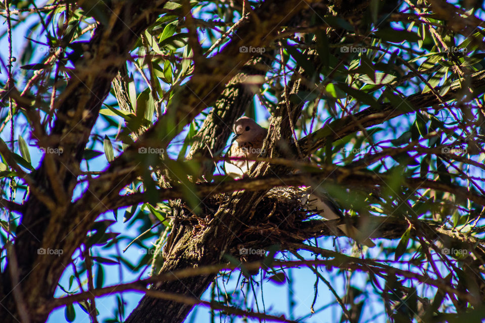 dove on her nest