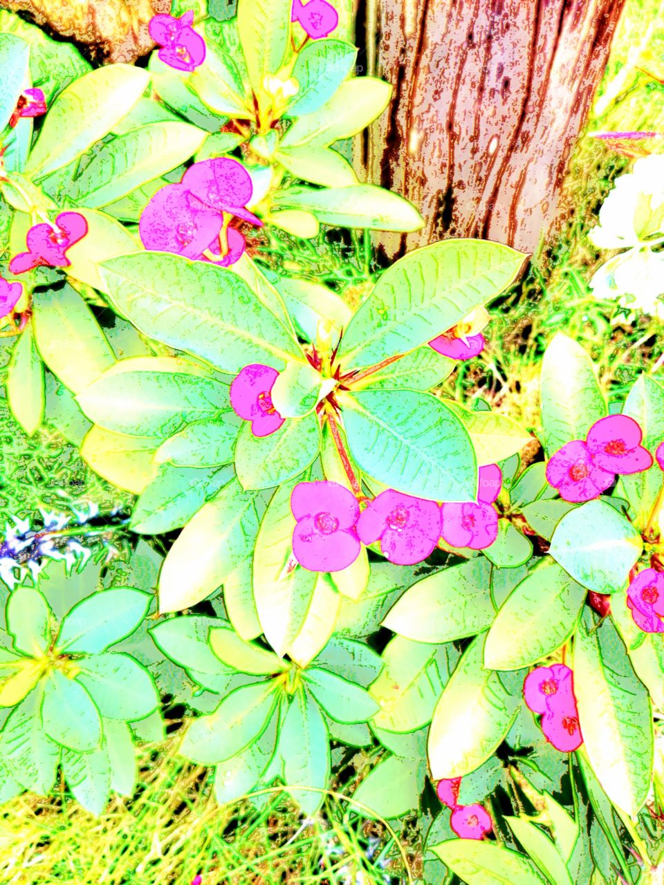 Crayon drawing of tropical brigh pink flowers in tropical garden on Mindoro, Island of Philippines