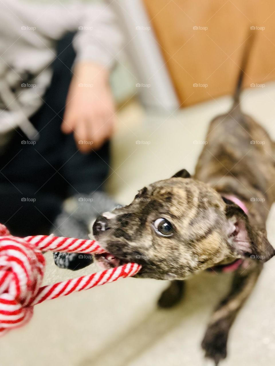 Stella the Staffordshire Bull Terrier. She is nearly 11 weeks old! She is such a fun little girl. Love her lots and lots! My little Cutie Patootie! 🐶