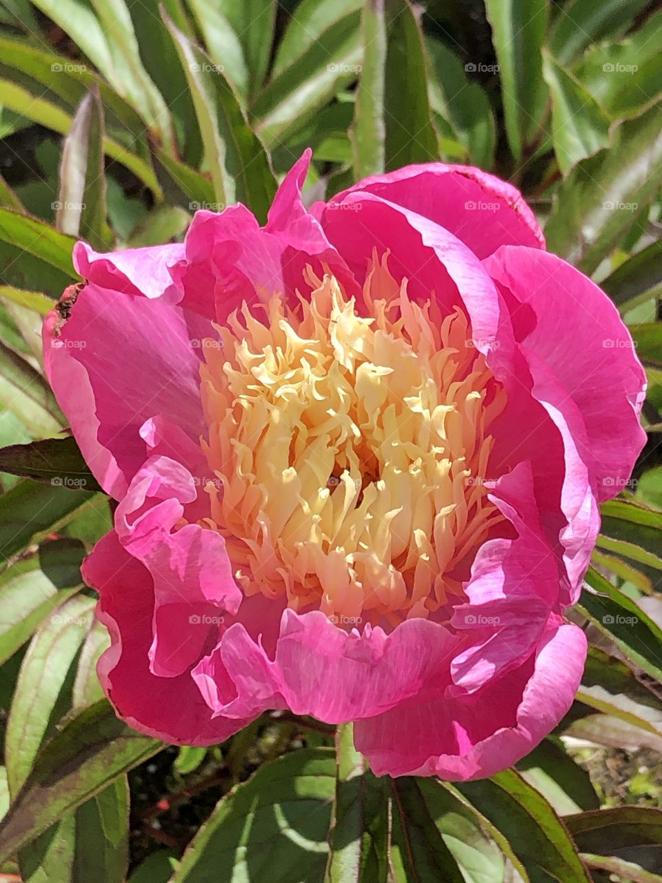 Peony 