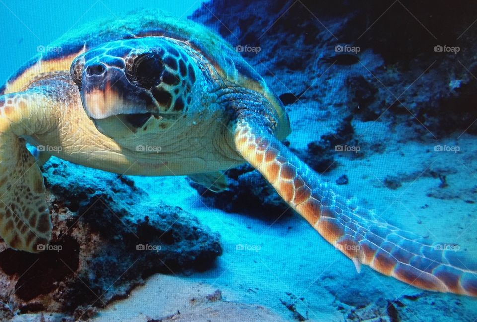 Sea turtle lover