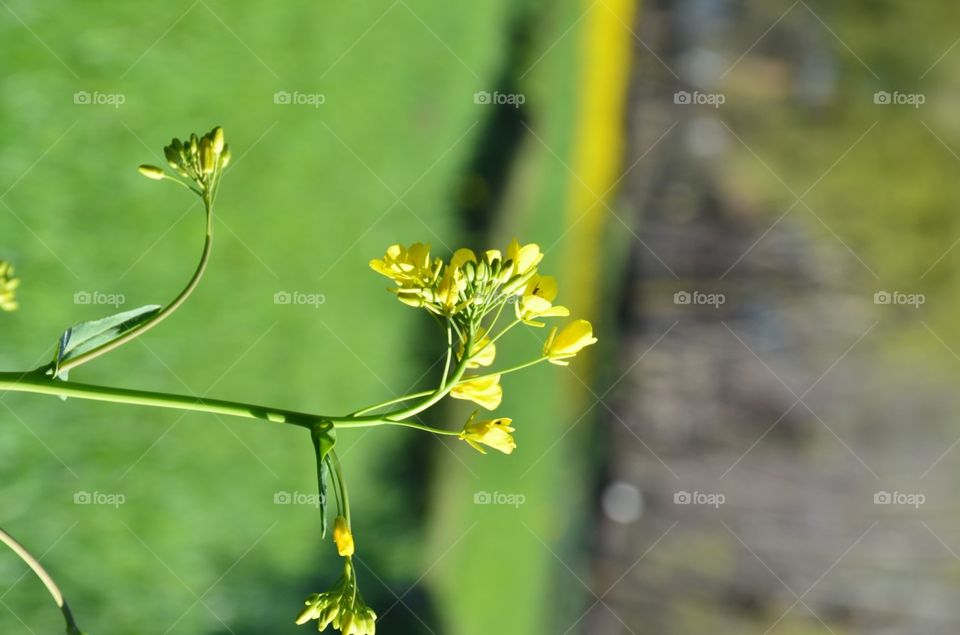 No Person, Nature, Leaf, Outdoors, Summer