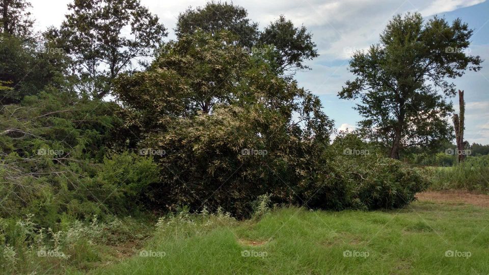 Beautiful Green Meadows in East Texas