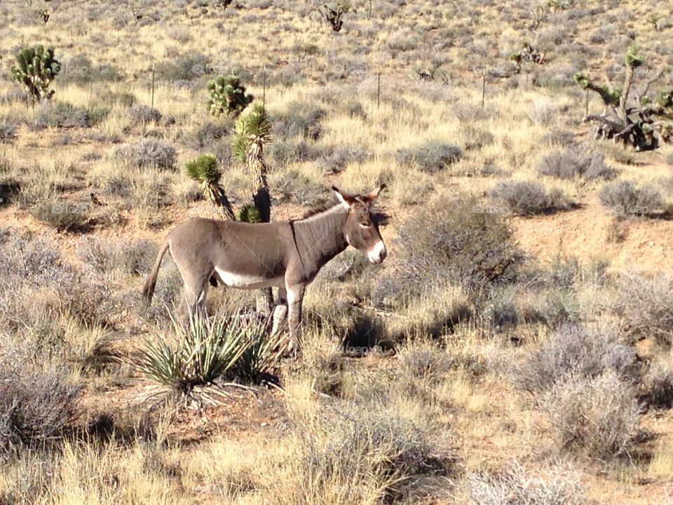 red rock las vegas donkey mule burrow by snook911