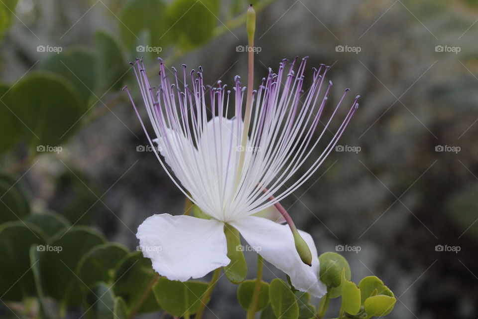 purple and white flower