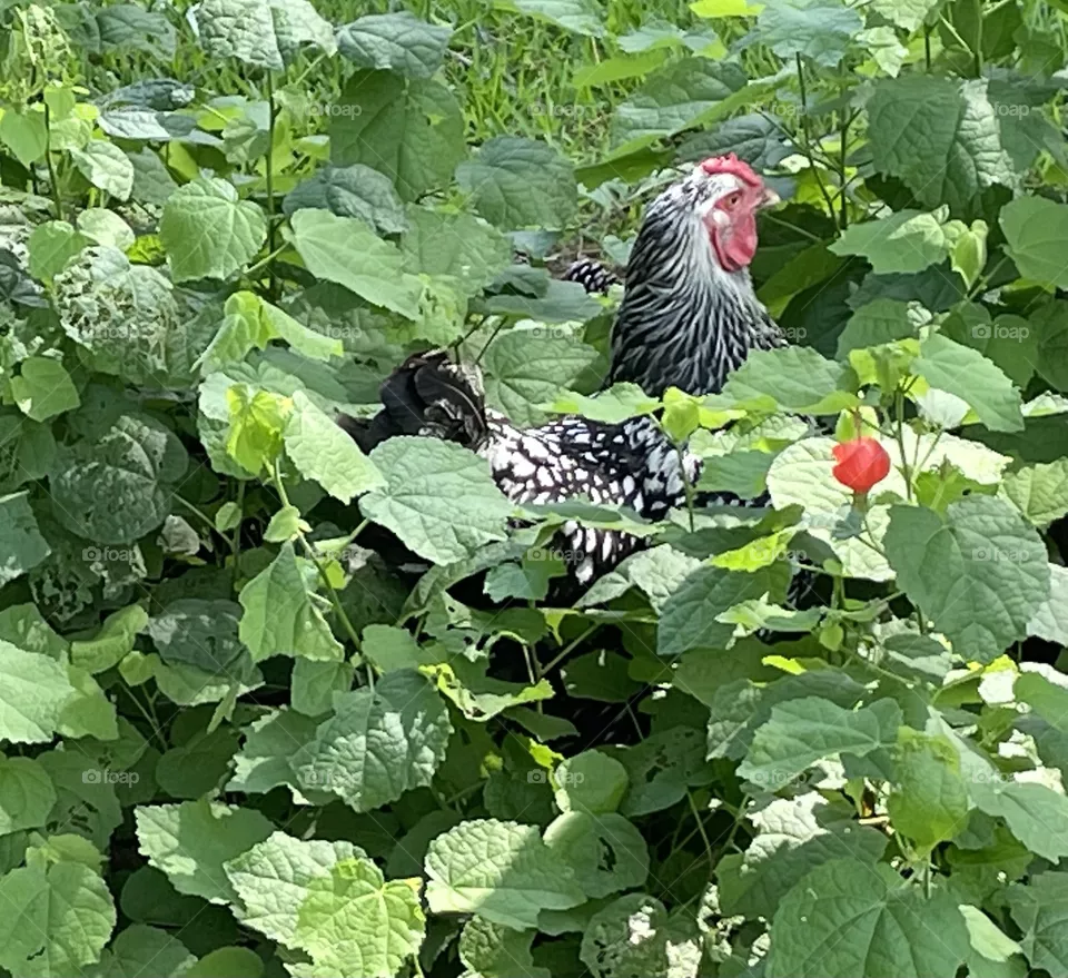 Hidden Chicken 