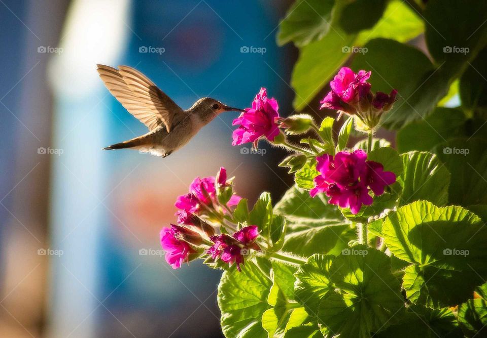 hummingbird approaching a flower